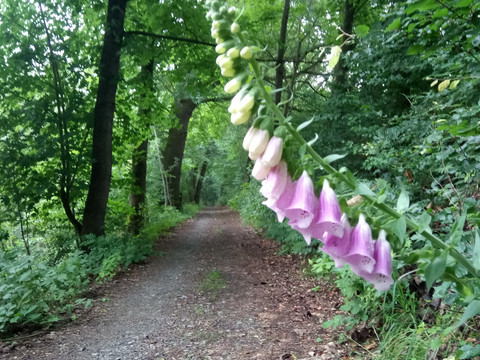 Fingerhut auf dem Wurzelweg
