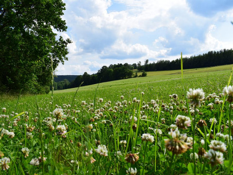 Wiesen bei Burkhardtsdorf