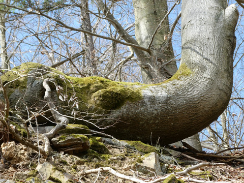 Baumstamm am Bellmanns Los