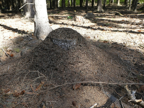 Ameisenhaufen im Tharandter Wald