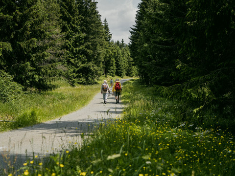 Wandern im Erzgebirgswald