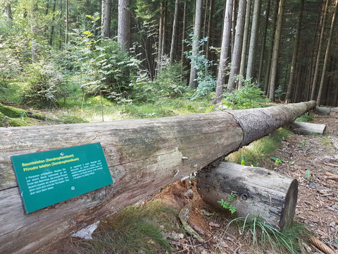 Baumtelefon am Gewässer-Erlebnispfad Eubabrunn