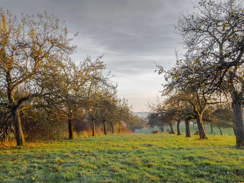 Streuobstwiese
