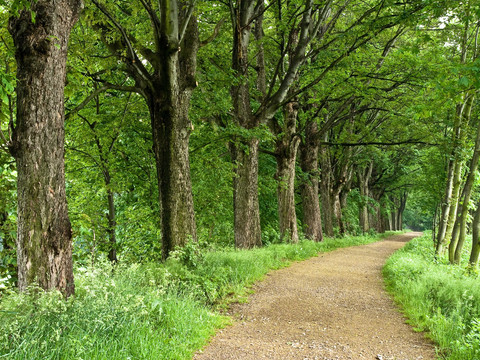 Baumallee an der Sreichholzbrücke