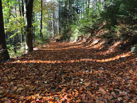Wanderweg Oberhartmannsdorf