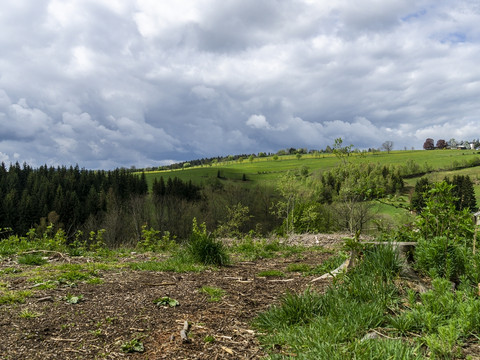 Was richtet der Borkenkäfer an?
