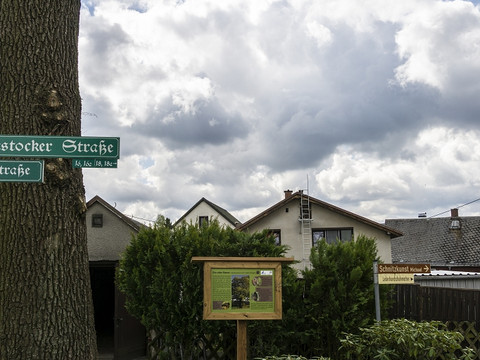 Ein Besonderer Baum!