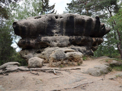 Krokodil bei der Nonne