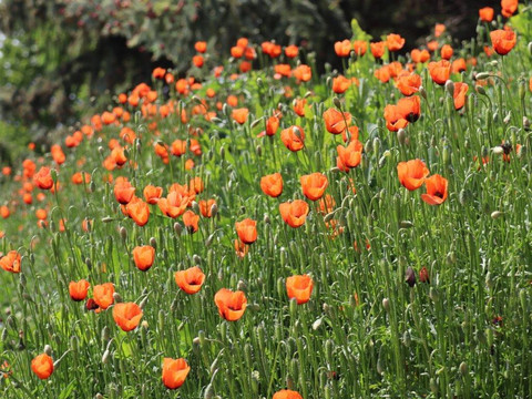 Mohnblumen am Wegesrand