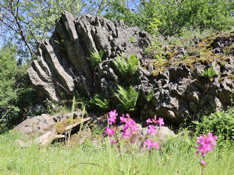 Bubenik Löwenköpfchen