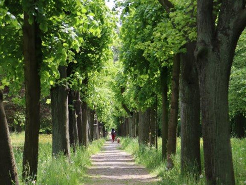 Allee ichtung Löbauer Berg