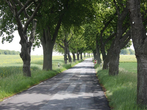 Allee Richtung Storcha