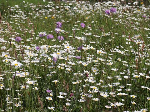 Blumenwiese im Schöpstal