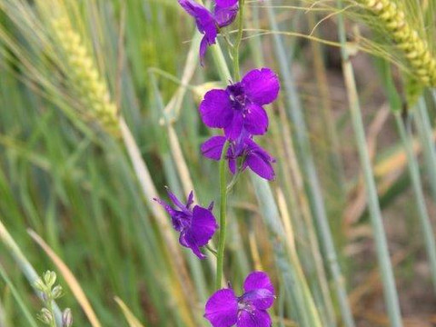 Am Wege Ackerrittersporn