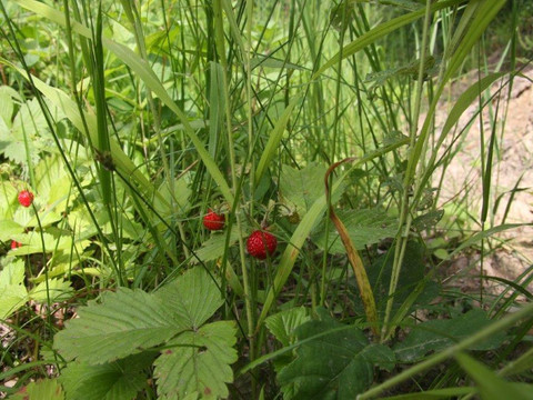 Walderdbeeren entlang des Wegesrandes