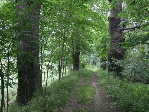 Eichenallee zwischen Drausendorf und Zittau