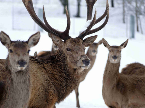 Winter im Wildgatter