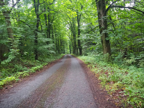 Weg zum großen Zschirnstein