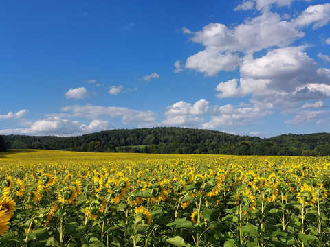Sonnenblumenfeld an der Mittellandroute (D4)