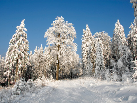 Tief verschneiter Winterwald