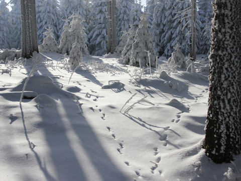 Winterwald