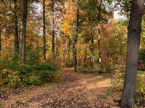 Friedewald bei Moritzburg