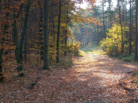 Friedewald bei Moritzburg