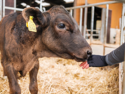 Junge Kuh am Bauernhof Flade in Helbigsdorf