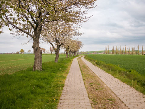 Feldwege mit blühenden Bäumen - hier in der Nähe von Grumbach