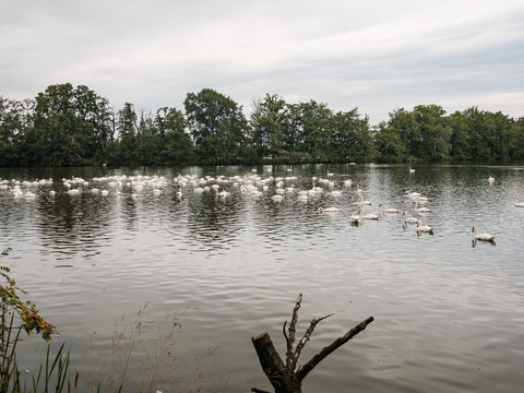 Teichgebiet bei Koselitz
