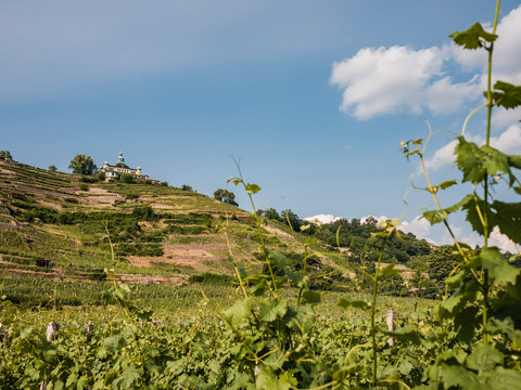 Blick zum Spitzhaus und auf die Weinhänge in Radebeul