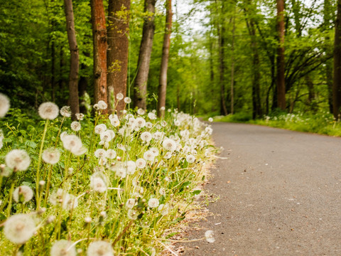 idyllischer Fahrradweg entlang der kleinen Triebisch zwischen Preiskermühle und Helmmühle