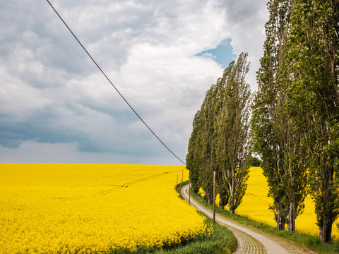 Im Frühjahr blüht der Raps an den Feldwegen - hier bei Mettelwitz