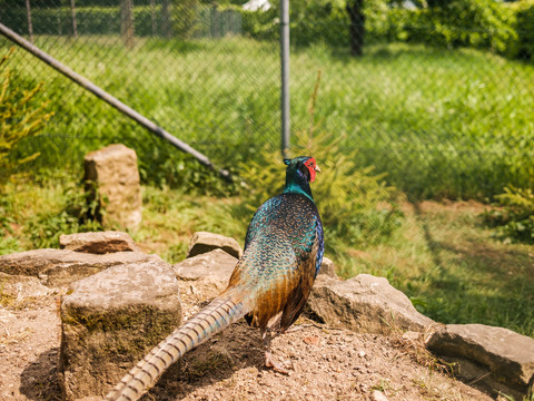 Fasan in der Nähe vom Fasanenschlösschen Moritzburg