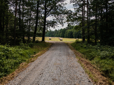 Wege durch den Friedewald