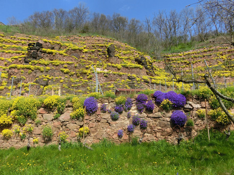 Felsensteinkraut unterhalb des Bocksberg