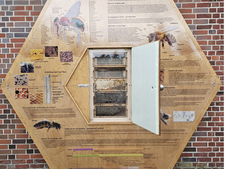 Schaukasten Bienenwabe - Imkerei Cuxlandbiene