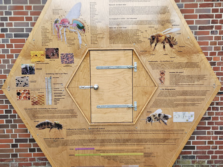 Schaukasten Bienenwabe - Imkerei Cuxlandbiene