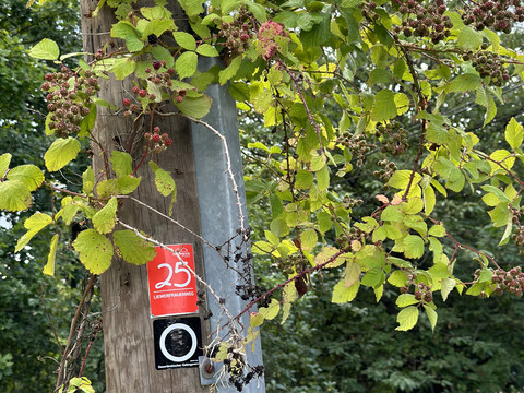 Streifzug Liewerfrauenweg Brombeerzweige mit reifen Beeren an einem Holzmast, umgeben von grüner Vegetation.