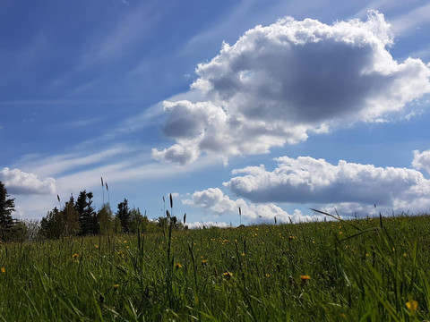 Wiese hinter Erbgericht