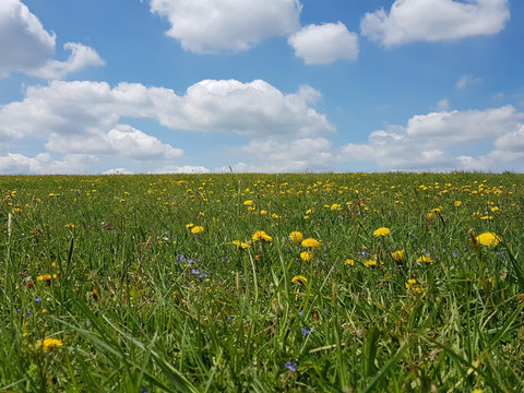 Blumenwiese hinter Gästehaus