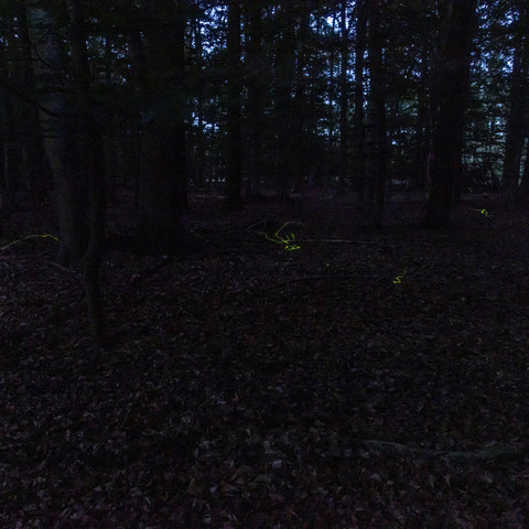 Glühwürmchen_Görlsdorfer_Wald_23_06_2024_0841_2000px.jpg