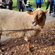 Familienwanderung und Kartoffelbraten in Usseln.jpg