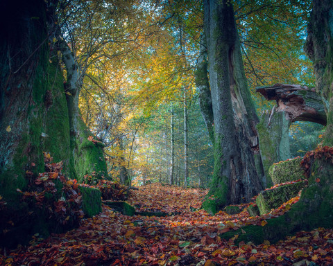 Mystische Wege und Wälder rund um Bad Zwesten