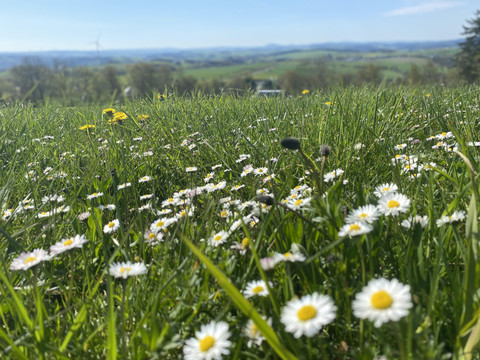 Wiese in Amtsberg