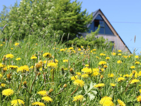 Frühlingswiese vor dem Ferienhaus