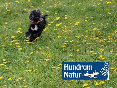 Hunde sind willkommen