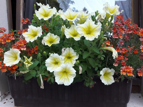 Blumen am Ferienhaus