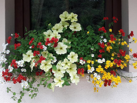 Blumen am Ferienhaus