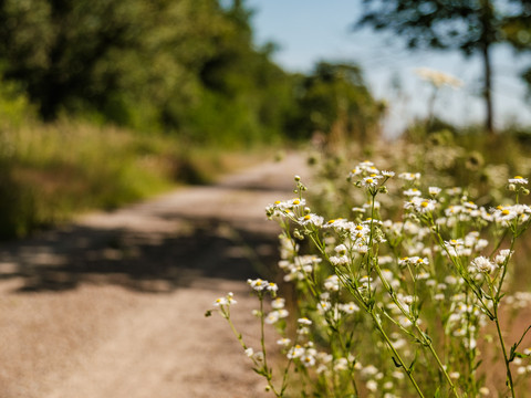 In der Gohrischheide